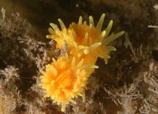 Sunset Cup Coral © James Wright